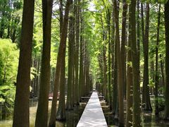 -溱湖国家湿地公园