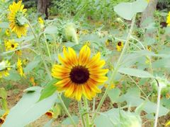 景点-郑州植物园