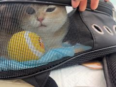 -纳吉亚猫专科动物医院·北北分院