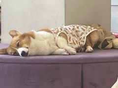 -怪兽屋·羊驼·猫咖·狗咖(俊华广场店)