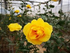 -海上花岛玫瑰园采摘