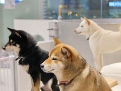 -柴务处·柴犬主题狗咖