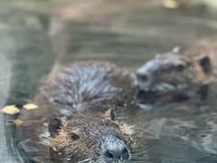 -广州长隆飞鸟乐园