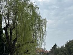 -嘉定紫藤园