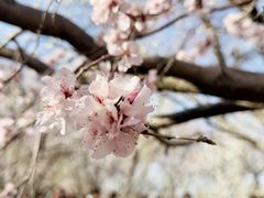 -桃花堤公园