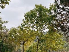 -凤岗南门山森林公园