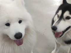 -星多哈·狗咖·拼豆·咖啡