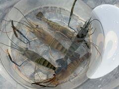 -DGE季风钓虾营地·团建·聚会