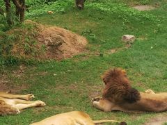 -深圳野生动物园