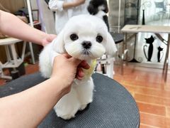 -鑫艺宠物美容培训学校