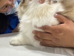 -A猫a狗全科·犬猫异宠·芥西宠物医院(南开总院)