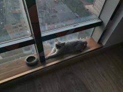 -英刺青 纹身 洗纹身