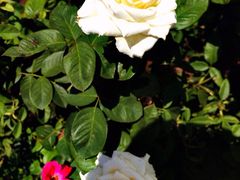 iphone_upload_pic-亚龙湾国际玫瑰谷
