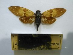 -上海昆虫博物馆