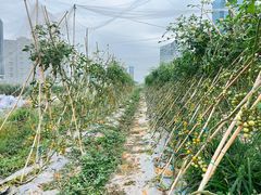 -光明小镇欢乐田园