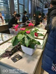 -中国黄金(北京旗舰店)
