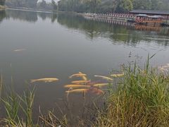 -中卫御苑福膳·养生局(圆明园店)