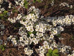 iphone_upload_pic-白塘生态植物园