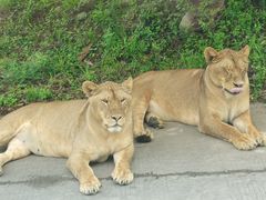 -西安秦岭野生动物园