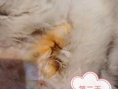 -A猫a狗全科·犬猫异宠·芥西宠物医院(南开总院)
