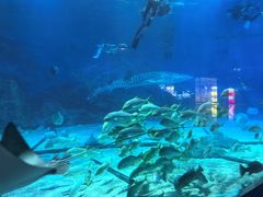 -烟台海昌鲸鲨海洋公园