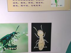 -上海昆虫博物馆