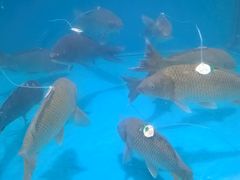 -麦德龙(郑东店)