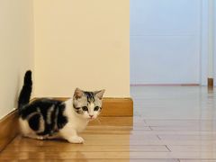 -小猫来了·猫舍(红山六九七九店)