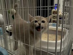 -翊宠yipet猫狗购宠庄园犬舍•猫舍