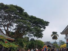 -中国科学院西双版纳热带植物园