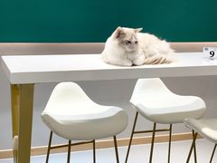 -飞行喵MR PILOT|猫舍·猫咖(静安大融城店)