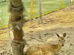 -合肥滨湖国家森林公园