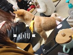 -逗柴咖啡屋·狗咖猫咖宠物桌游