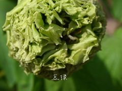 -洛阳市隋唐城遗址植物园