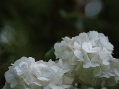 -上海滨江森林公园