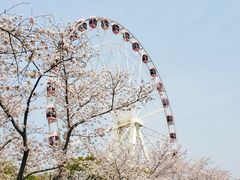 -顾村公园