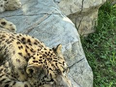 -青藏高原野生动物园