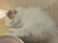 -屋虎猫馆(宝安大仟里店)