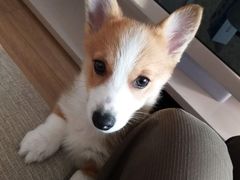 -翊宠yipet猫狗购宠庄园犬舍•猫舍