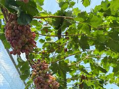 -金谷域澳洲庄园