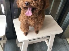 -爱侣宠医·鹦鹉专科·小型哺乳类·异宠专科(灵石路店)