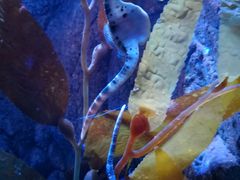 -悉尼海洋生物水族馆