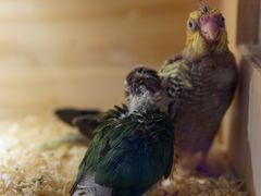 -青石桥花鸟鱼虫市场(叠翠城店)