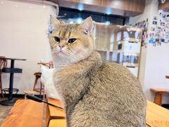 -蓝鲸·缅因猫舍
