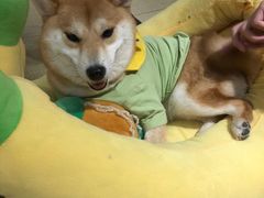 -逗柴咖啡屋·狗咖猫咖宠物桌游