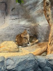 -Zoolung Zoolung动物主题公园(海信广场店)