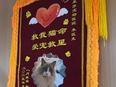 -米苏动物医院·犬猫专科·骨科外科内窥镜