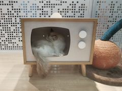 -BABIT巴比特宠物(MOMOPARK店)