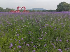 -西京湾花海