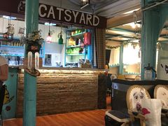 -猫小院猫主题咖啡厅(北锣店)